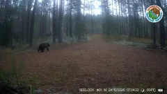 Фотоловушка заповедника «Большая Кокшага» сняла, как медведи готовятся к зиме в Марий Эл
