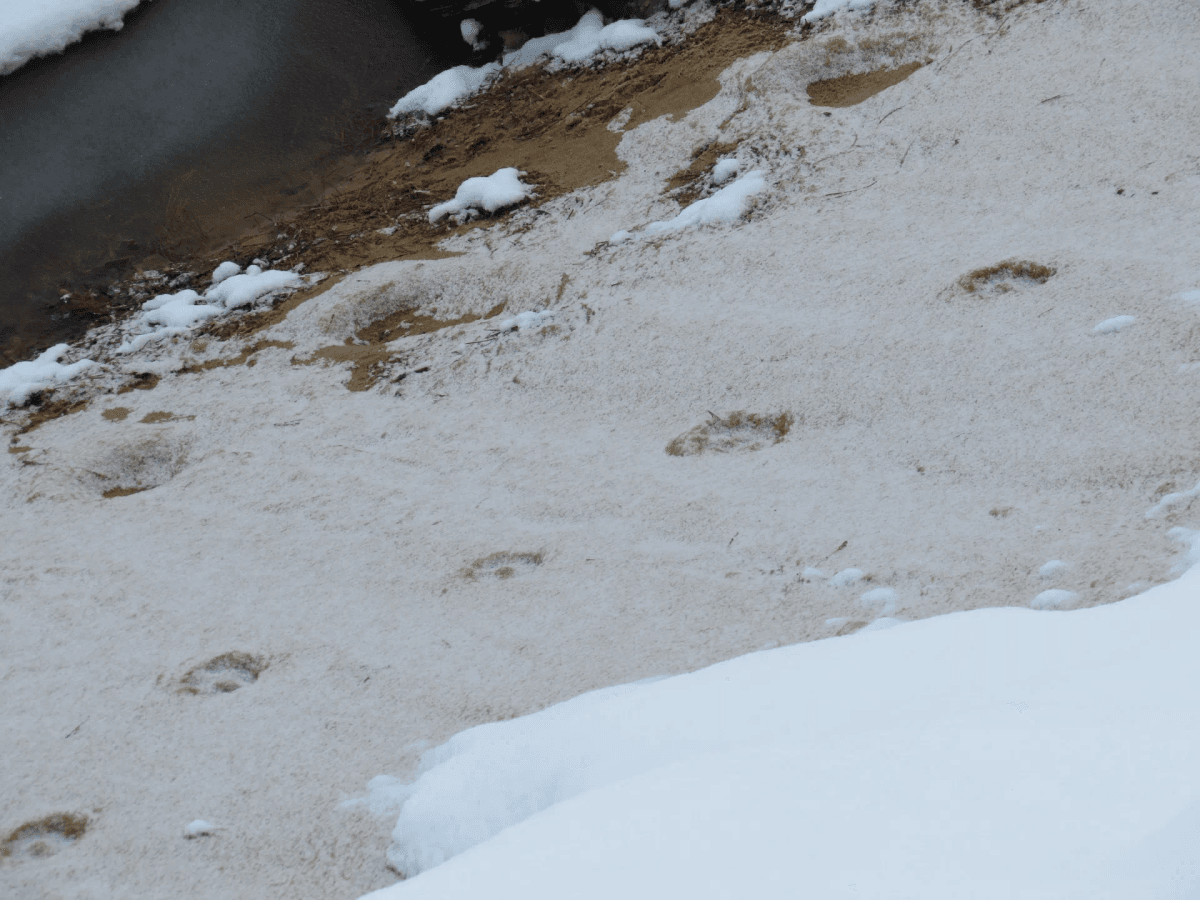 Необычная зима: Погодные условия изменили маршрутные учёты диких животных в Марий Эл