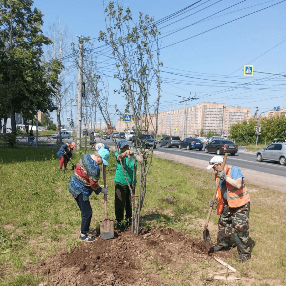 В Йошкар-Оле на Йывана Кырля высадили саженцы кленов