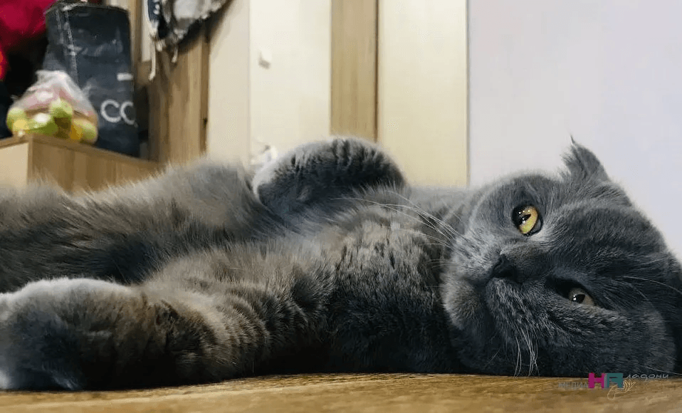 Почему коты машут хвостом, когда лежат — это их сигнал радости или боли