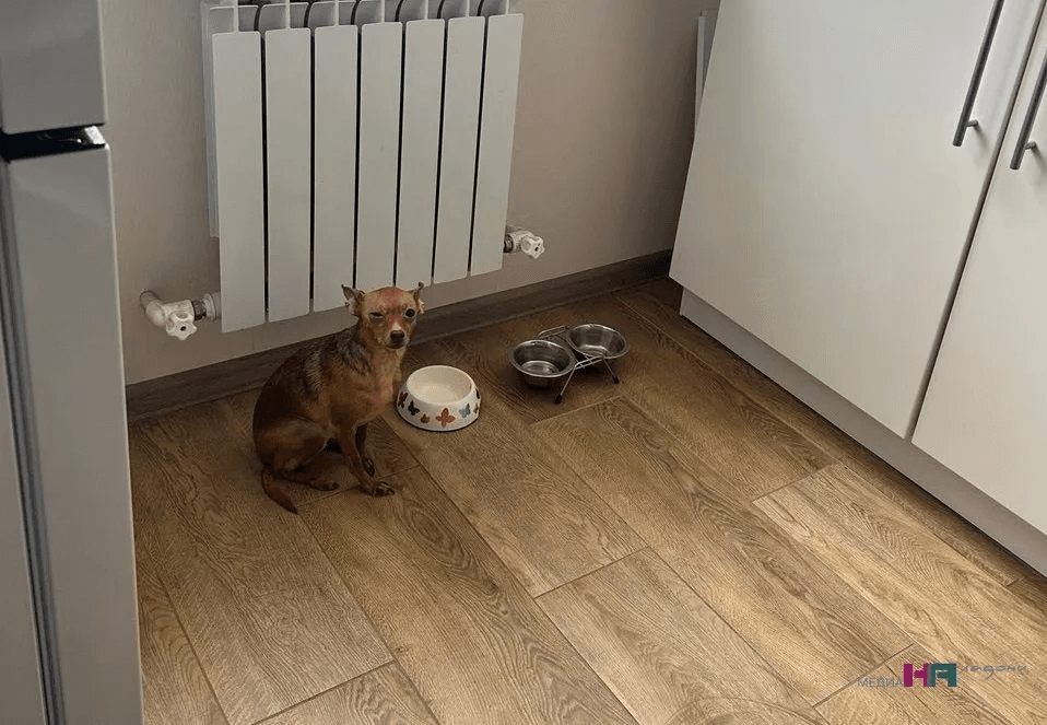 Этих людей собаки не любят больше всего:  раскрыты секреты собачьей интуиции