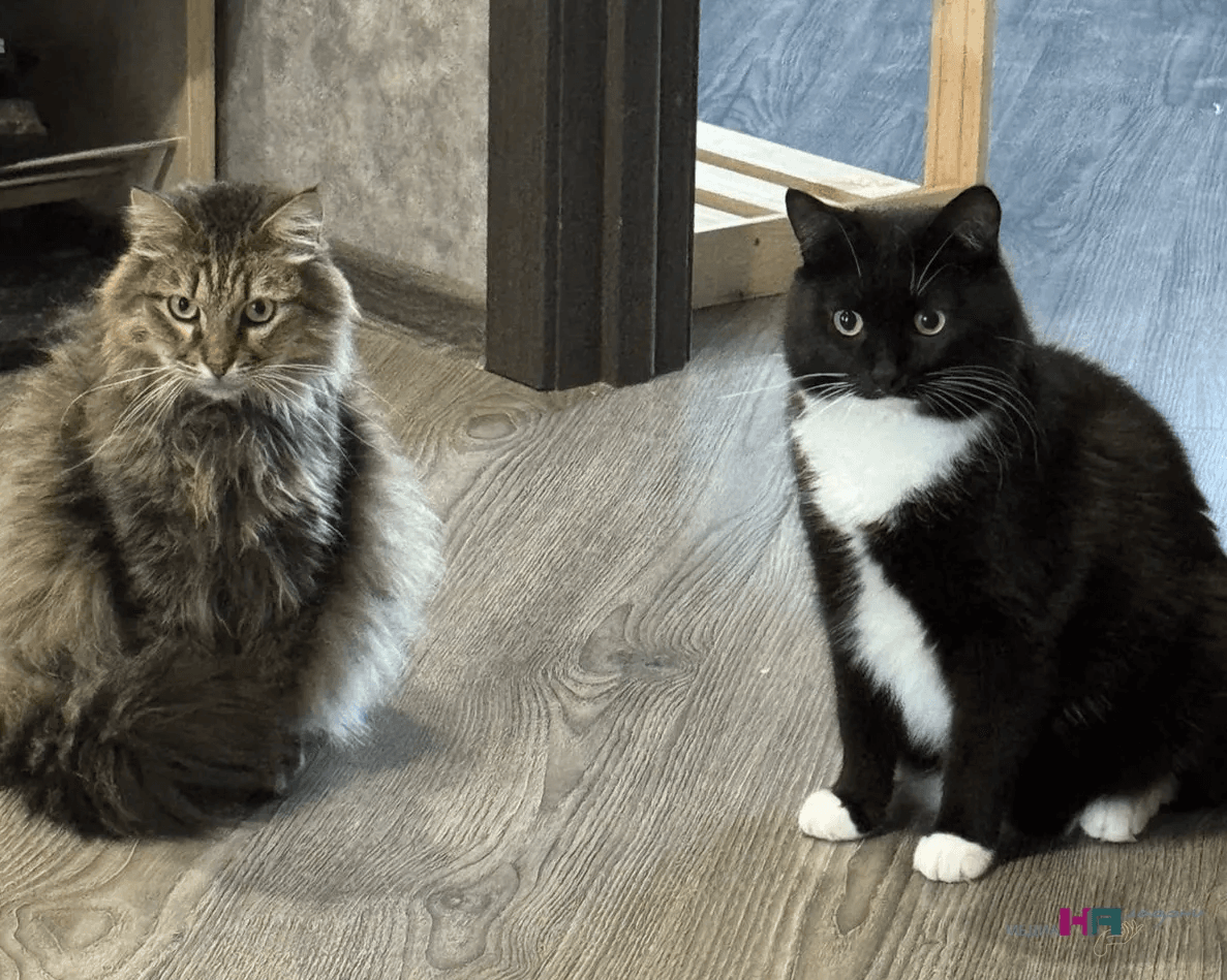 Кошка лижет вас не потому, что любит —  этологи рассказали жесткую правду