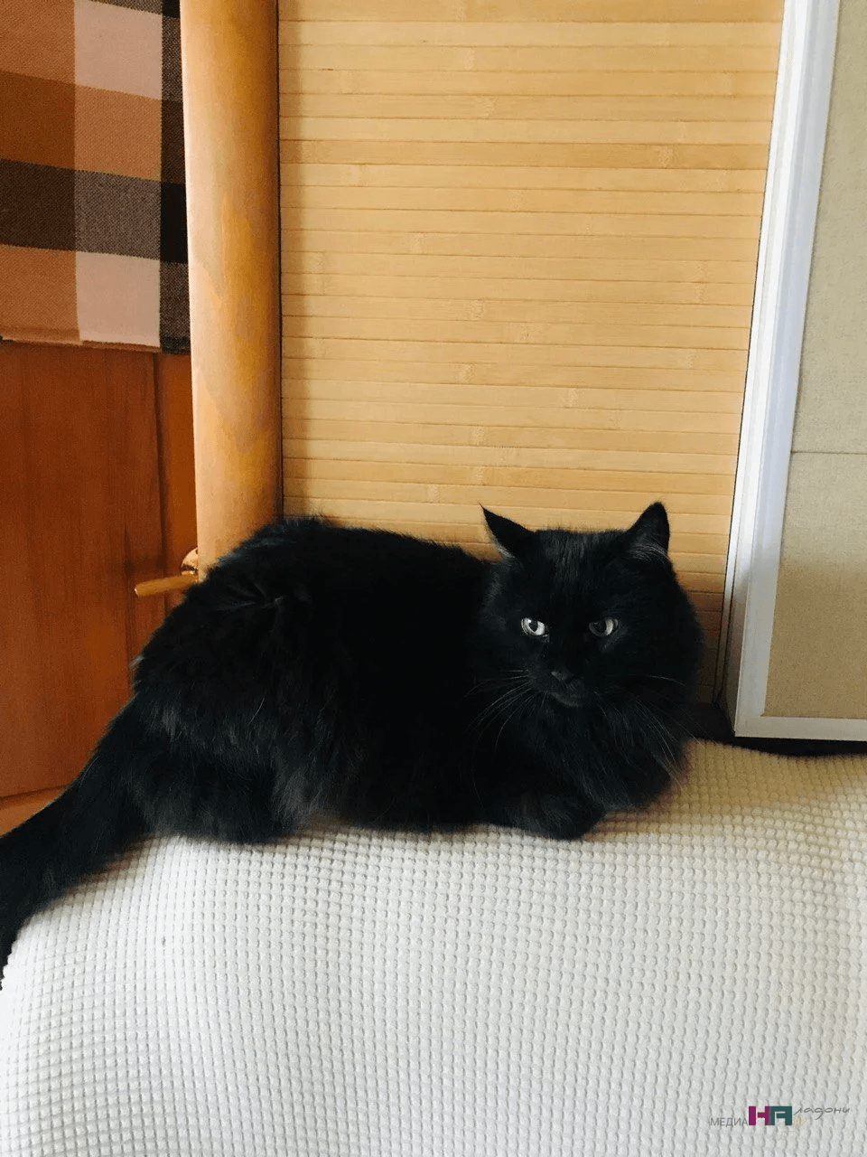 Почему кошка будит вас по утрам: стала известна серьезная причина кроме "дай поесть" -  дело в вашем дыхании