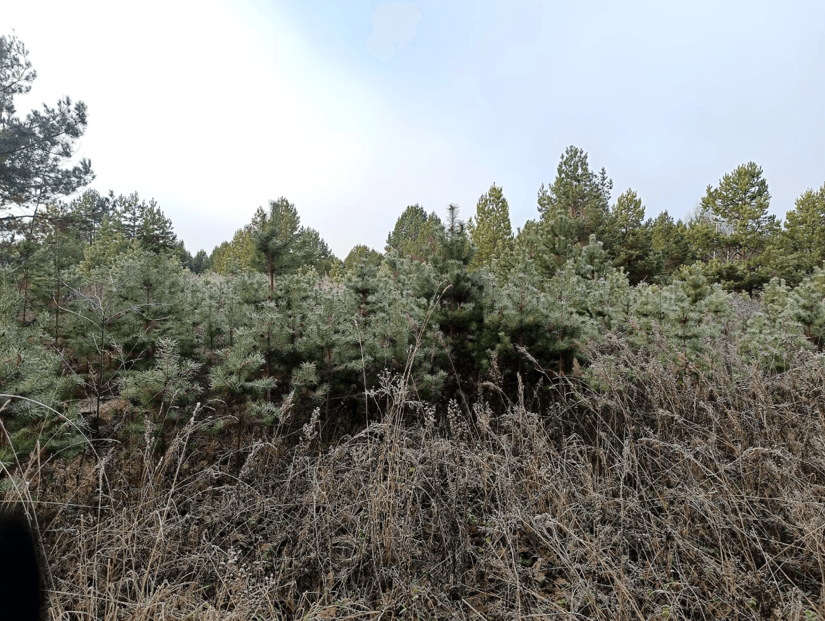 Около источника «Зелёный ключ» в нацпарке «Марий Чодра» заметили медведицу с медвежонком