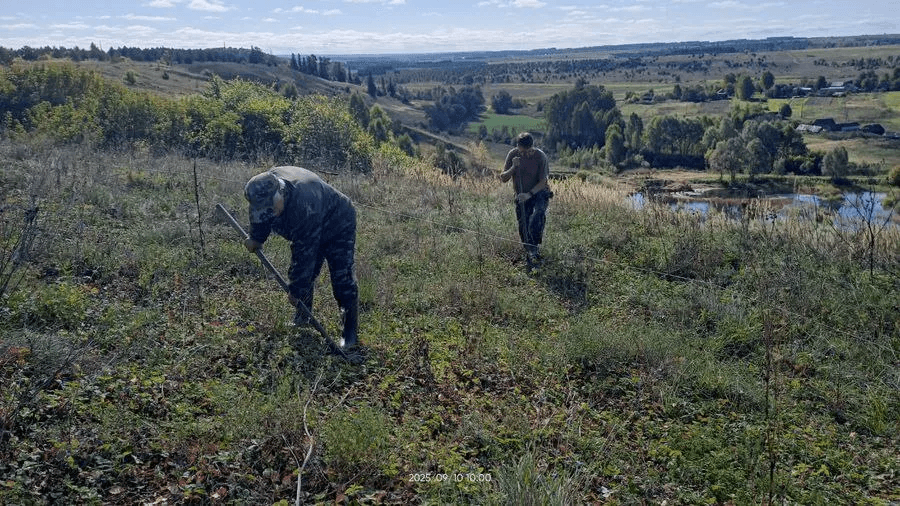 В Моркинском районе высадили редкие растения из Красной Книги Марий Эл 