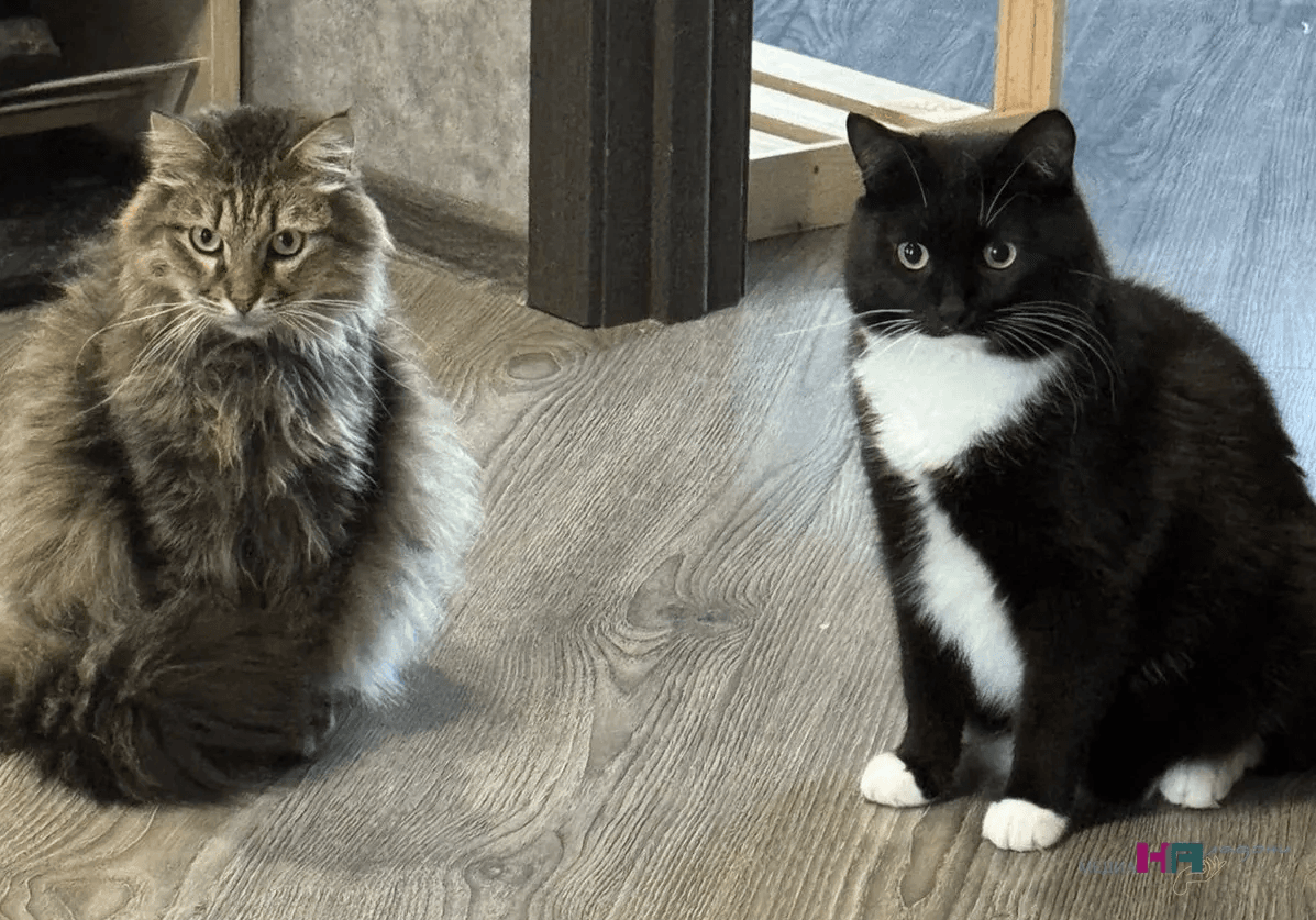 Почему кошка занимает место хозяина: оказывается все не просто так — вывод ученых