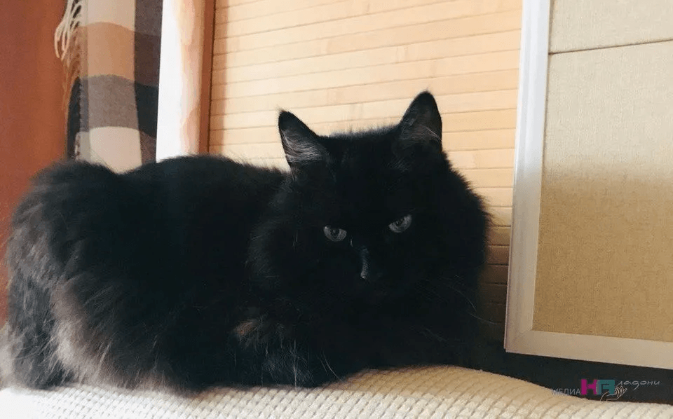 Всего лишь 11 простых жестов: кошки будут подчиняться  беспрекословно