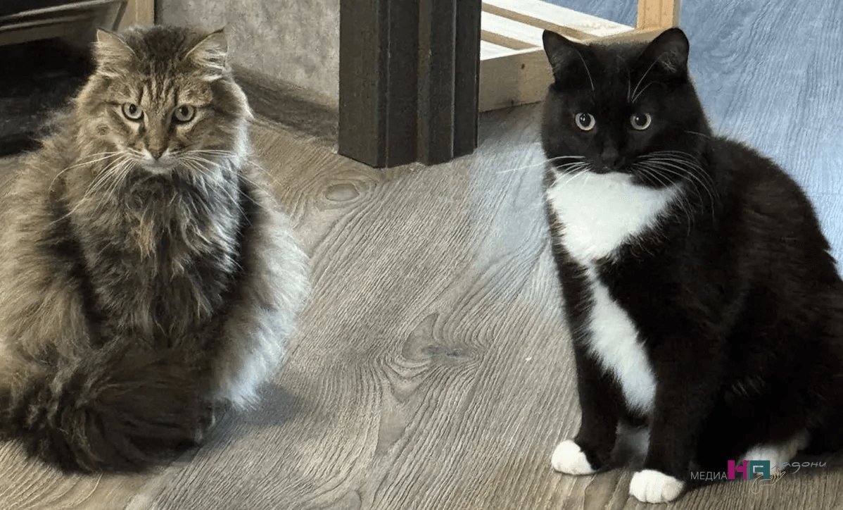 Стильная миска, фонтанчик: почему кошка пьет из вашей кружки, а не из миски — что на самом деле происходит