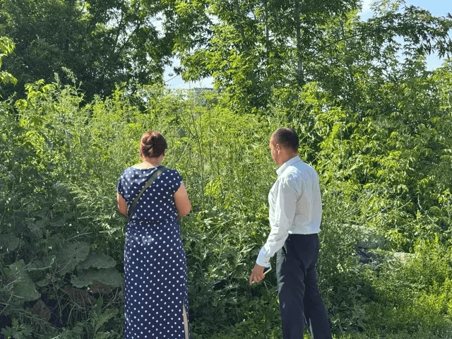 Борщевик Сосновского атакует Йошкар-Олу — власти бьют тревогу