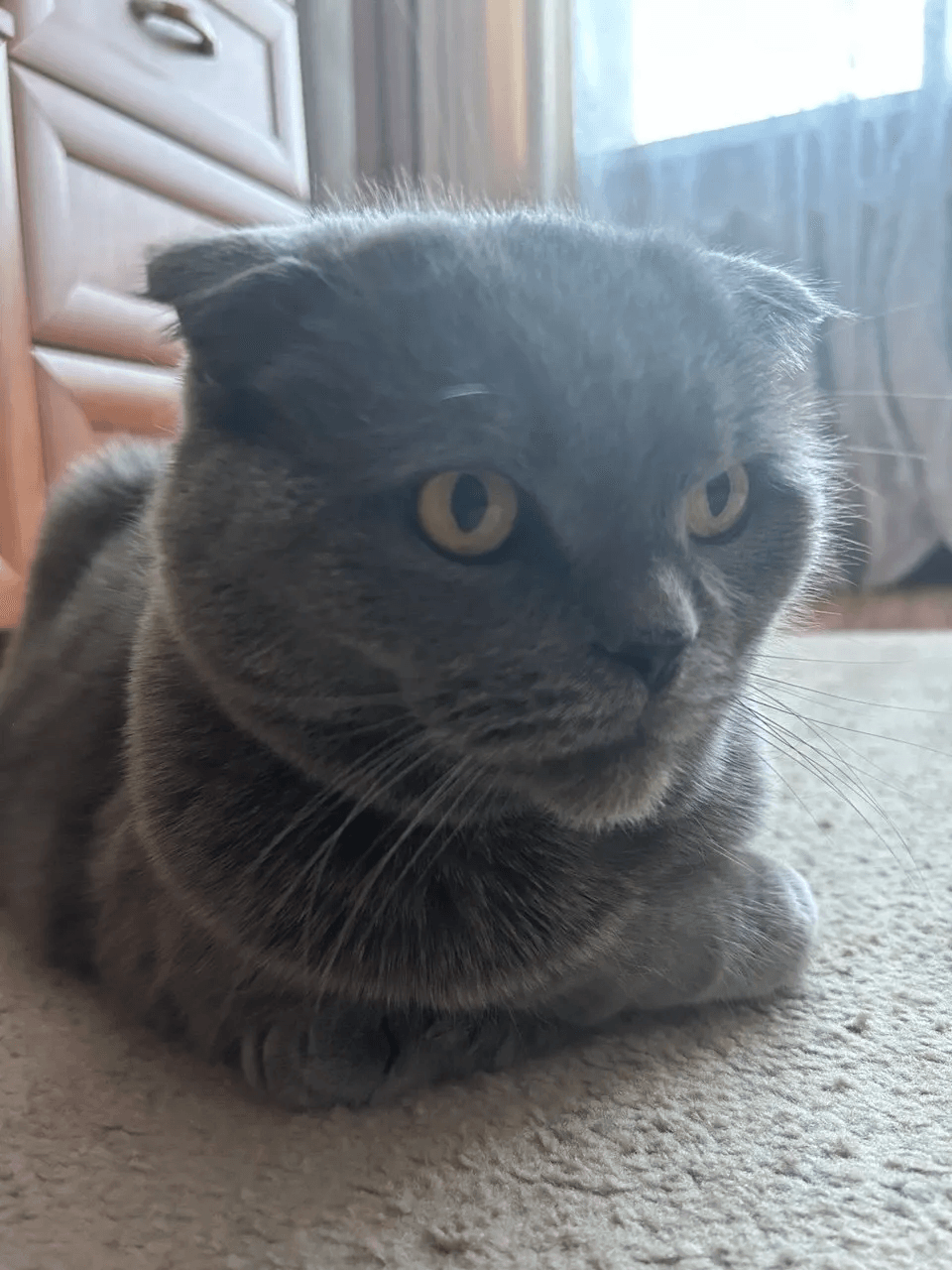 Только 40 с лишним лет поняла, почему кошка метит обувь мочой, а все остальное щеками - это важно знать каждому хозяину