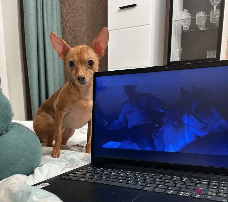 Вот почему собаки любят валяться в дохлых воронах и вытираться об мебель: что важно знать каждому хозяину, чтобы избежать беды