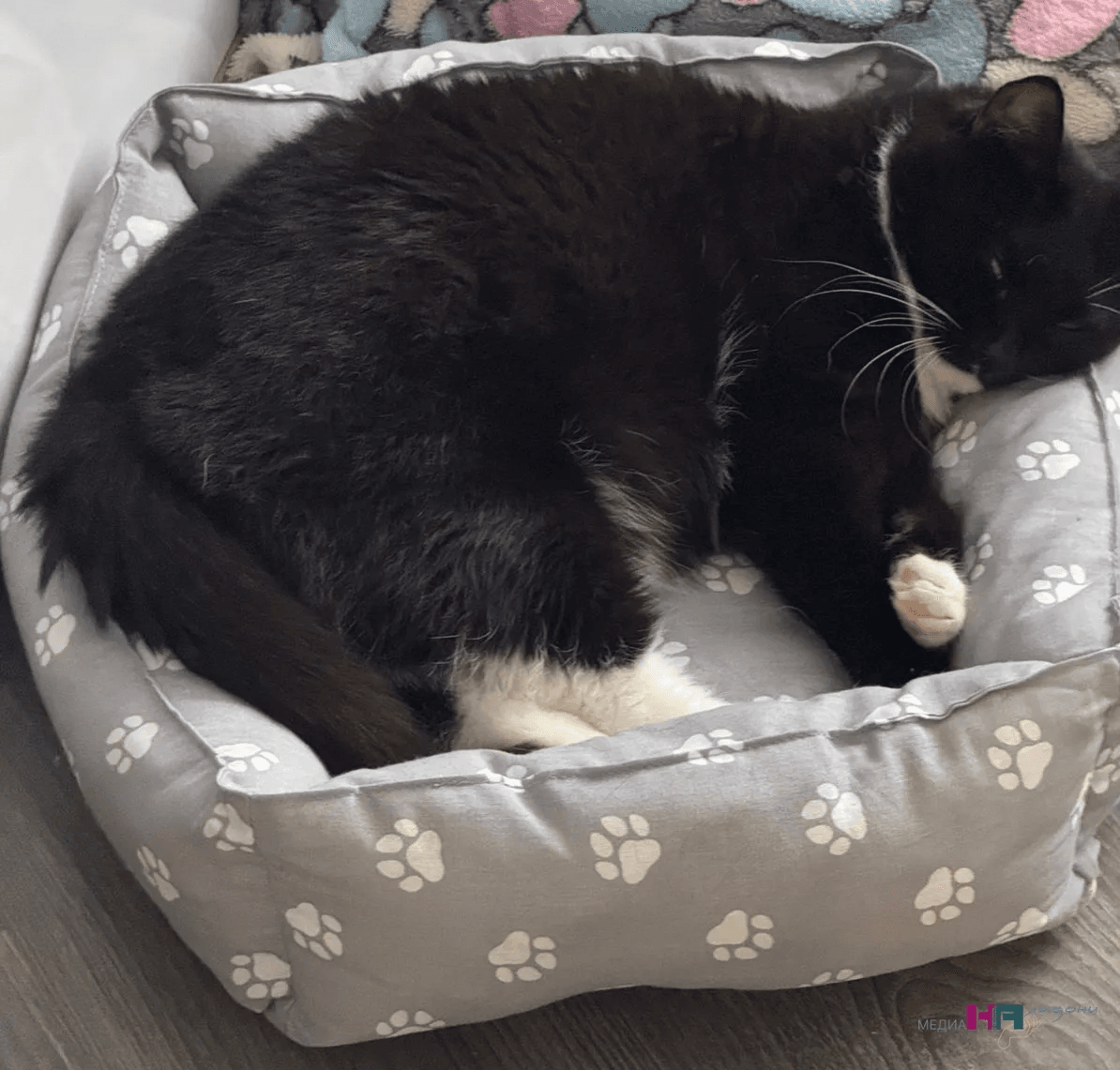 Вот почему кошка ходит по хозяину, как по тротуару, когда он спит — стали известны причины