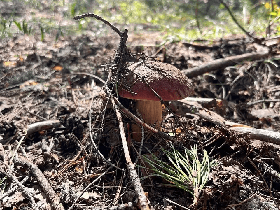 С детства неправильно учили собирать грибы: грибникам напомнили важное правило — червивые тоже можно брать