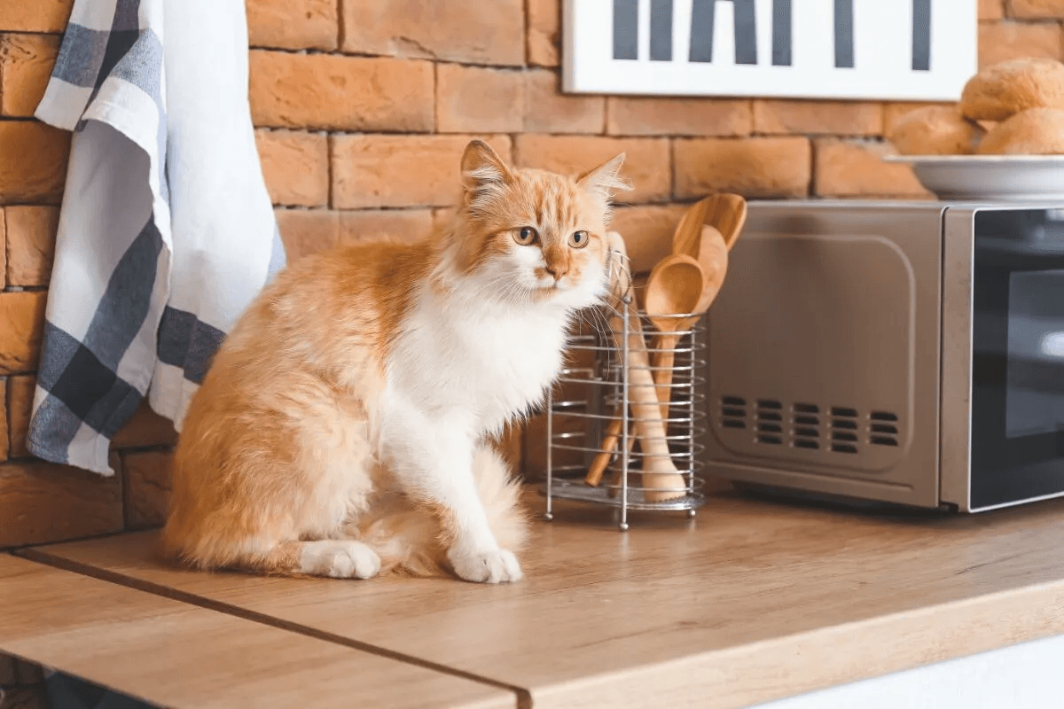 Почему кошка постоянно прыгает на стол? Вот что нужно сделать - объясняют эксперты