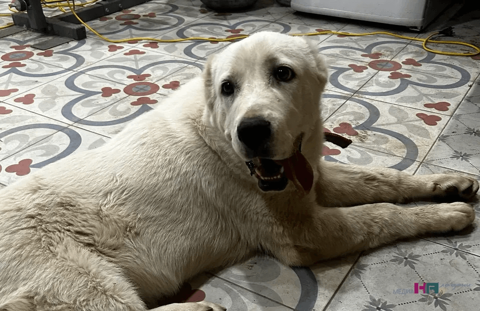 Почему ваша собака рычит на других собак: разбираемся в причинам и что с этим делать