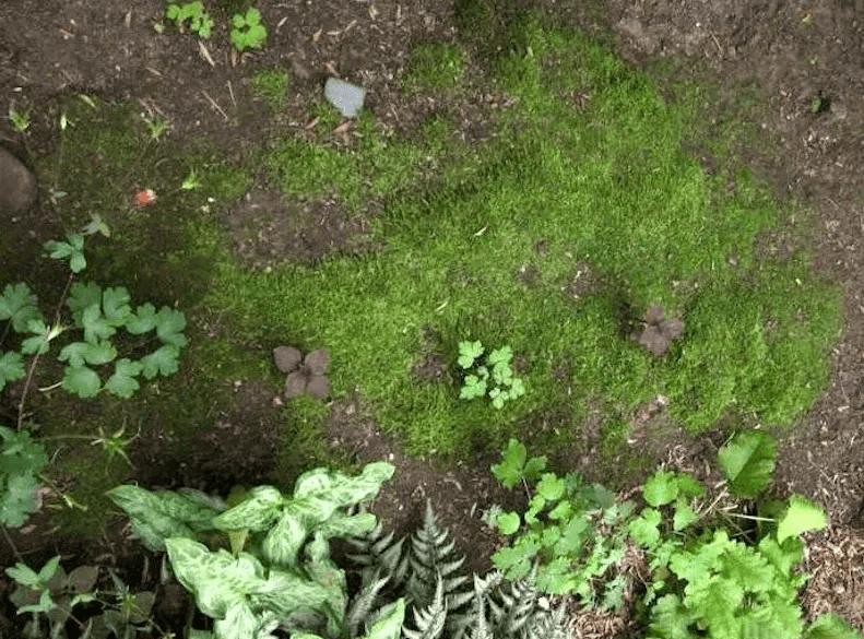 Мох на участке: не враг, а ценный индикатор почвы. Как читать его сигналы и использовать с пользой