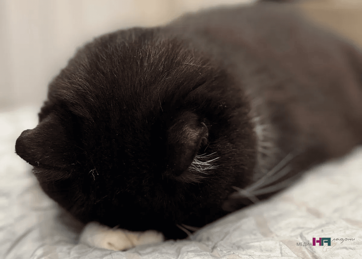 Этих людей кошки признают как своих, а стальные —  обслуживающий персонал: как понять доверяет ли вам питомец?