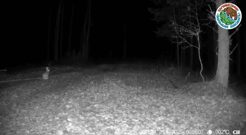 В Марий Эл фотоловушки заповедника "Большая Кокшага" засняли ночного бегуна