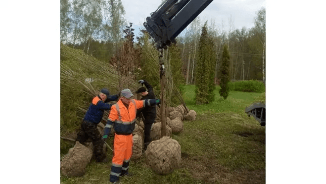 В Йошкар-Оле началась высадка крупных деревьев на придорожных газонах