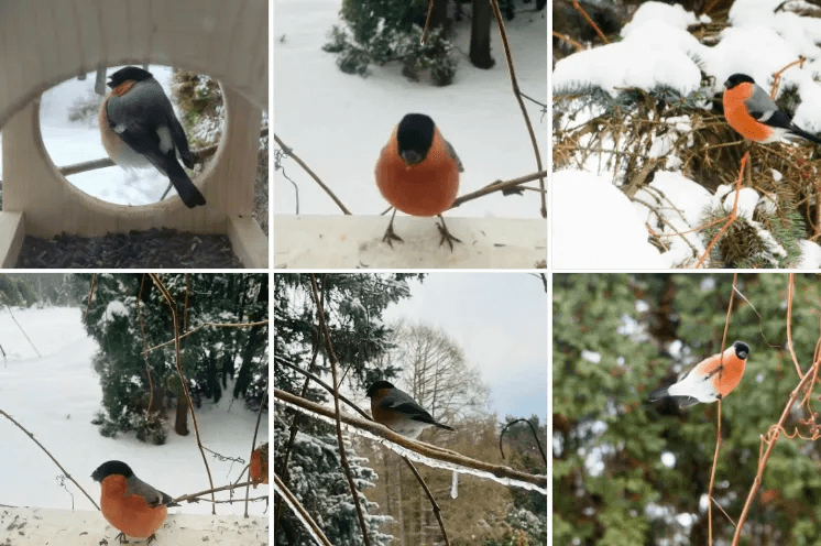 Птицы-символы зимы стали проблемой для ботанического сада Йошкар-Олы