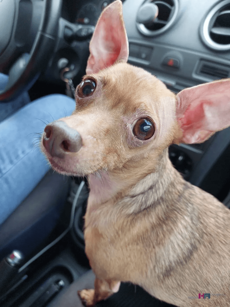 Почему домашних собак нельзя кормить сырым мясом — эксперты дали ответ, чем это опасно для собак