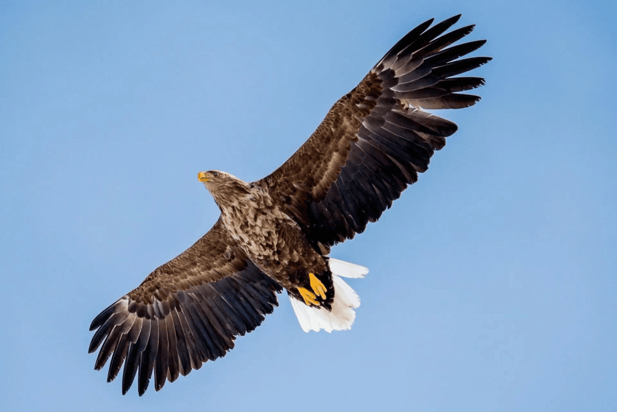 Редкая находка: в Марий Эл заметили занесенного в Красную книгу орлана