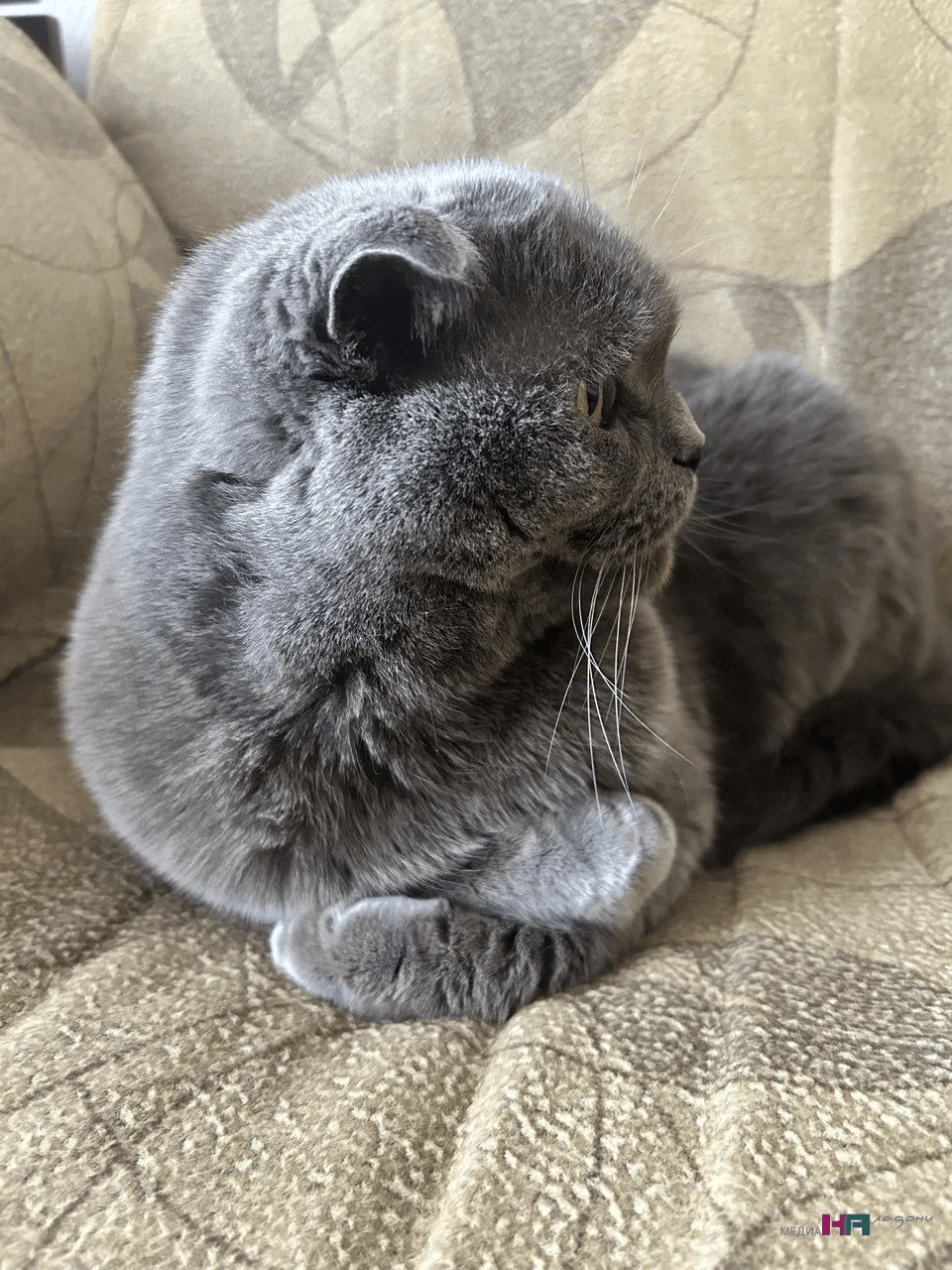 Буква «М» на лбу у кошек: что на самом деле значит этот загадочный символ - вы точно этого не знали