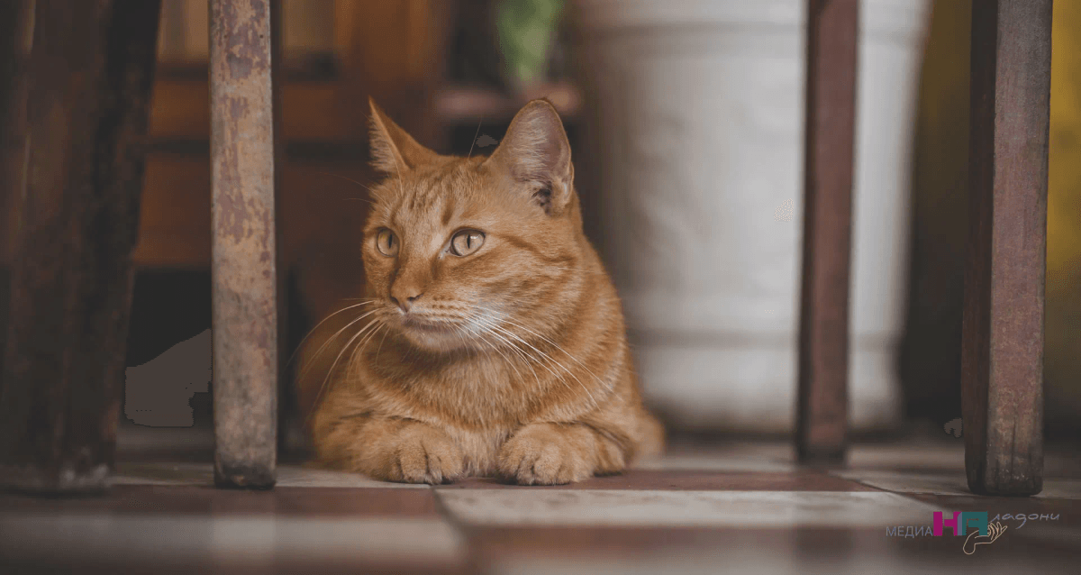 Эти кошки никогда не променяют хозяина на кусок колбасы - самые верные породы - можно заводите в семье с детьми