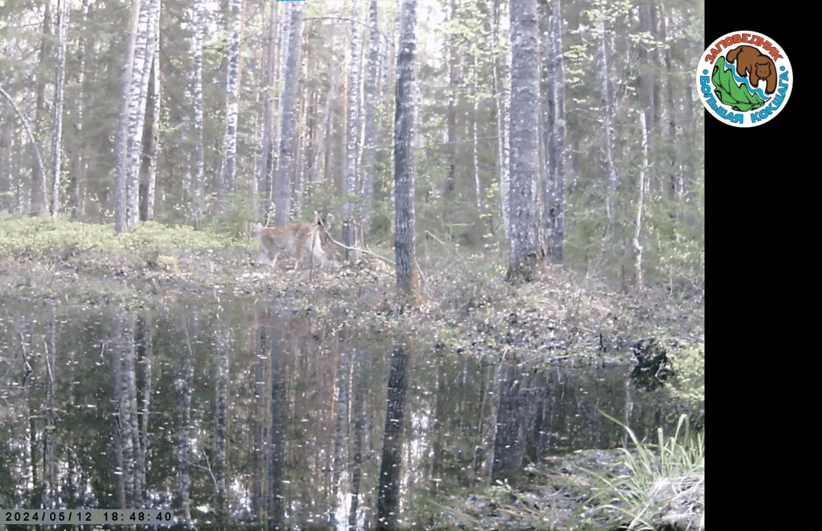 В заповеднике Большая Кокшага фотололушка поймала редкое животное 