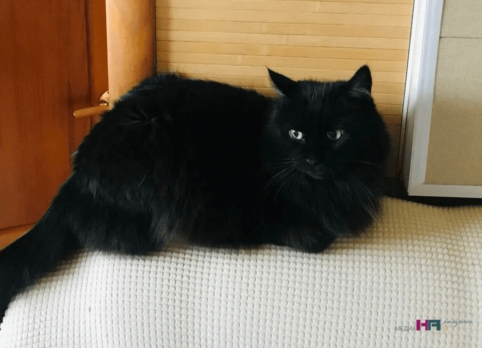 Что кошка на самом деле видит, когда смотрит на человека: взгляд через призму кошачьего восприятия