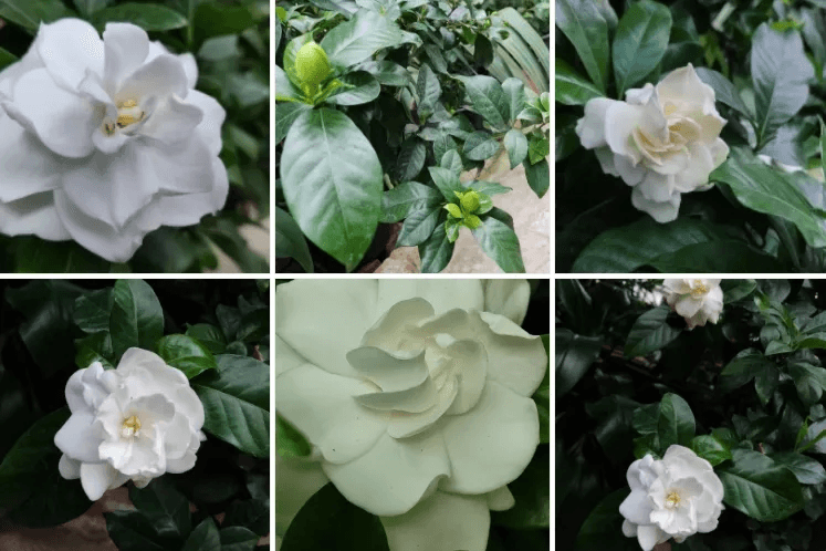 В оранжерее Йошкар-Олы распустилась «капризная аристократка»