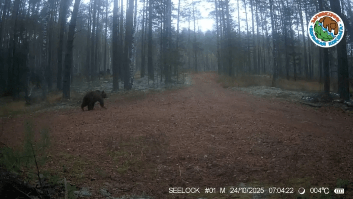 Фотоловушка заповедника «Большая Кокшага» сняла, как медведи готовятся к зиме в Марий Эл