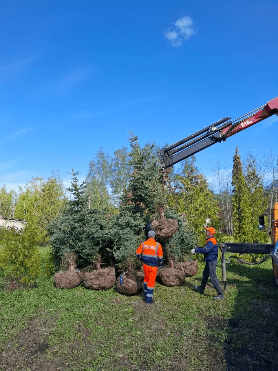 В Йошкар-Олу привезли новую партию из 10 саженцев