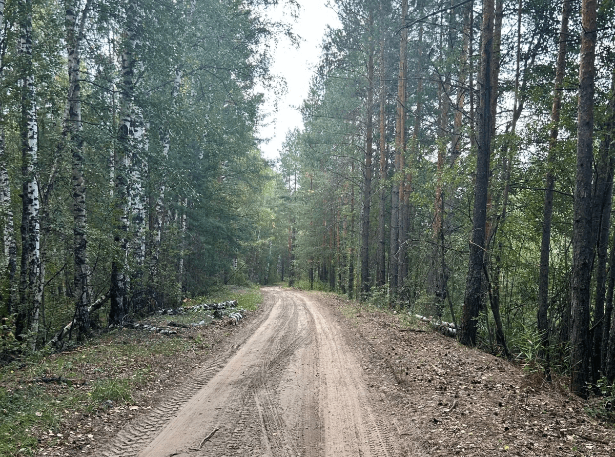 Браконьеры незаконно подстрелили лося и кабана в Моркинском районе