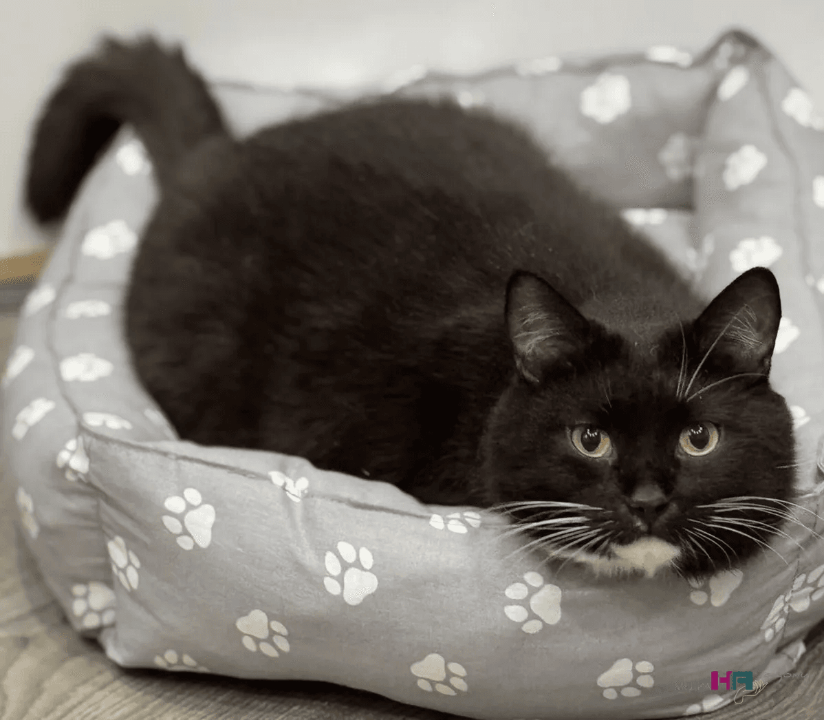 Как цвет нашего кота может влиять на вашу жизнь: необычные выводы 