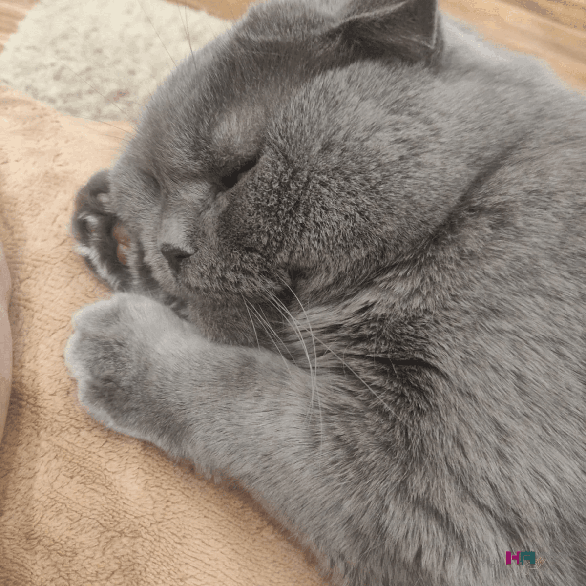 Всё-таки, нужно ли купать кошку, как правильно это сделать: рассказываю на примере