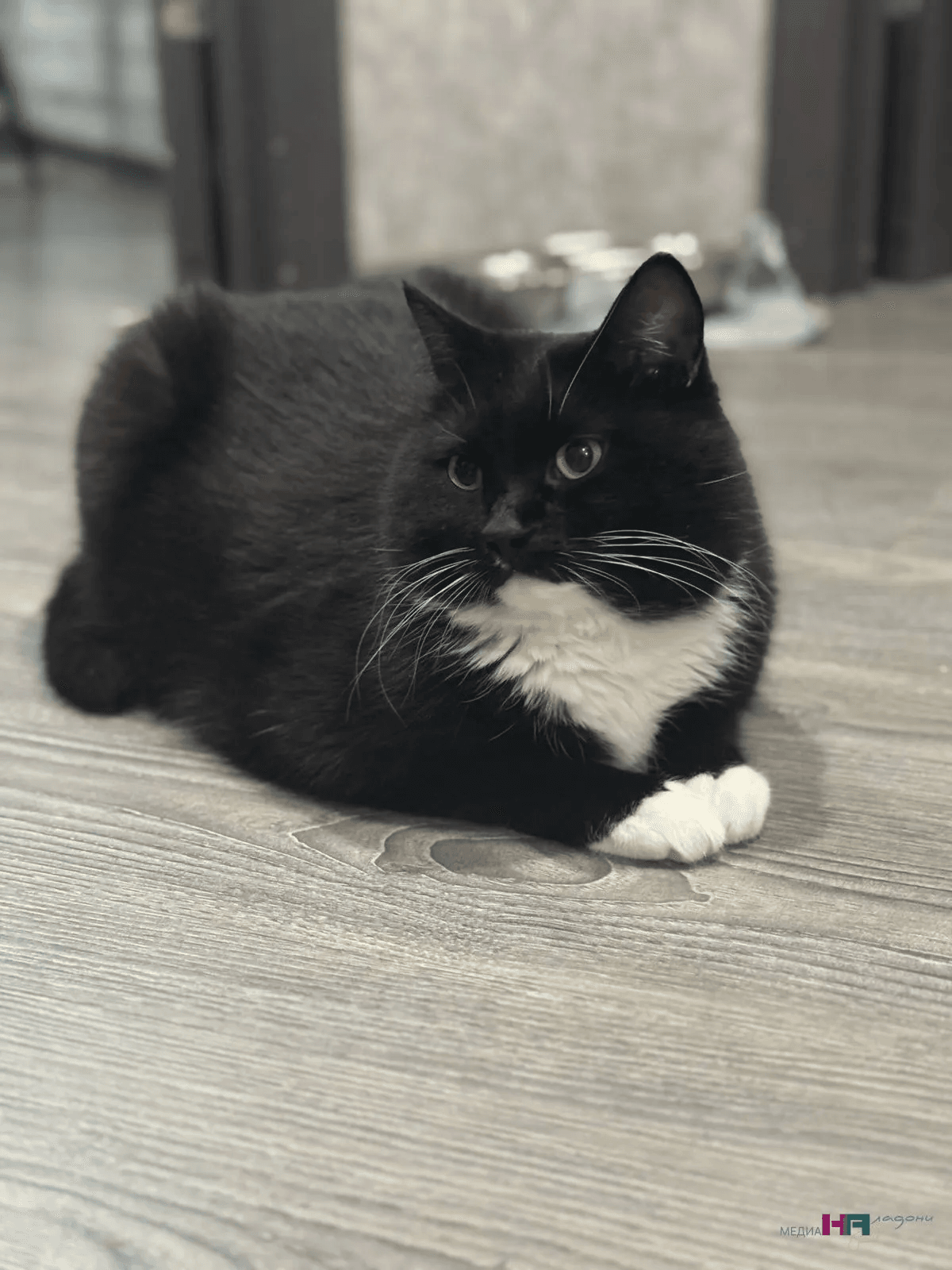 Больше картошкой ее не называю - кусается: какие слова нельзя говорить кошке