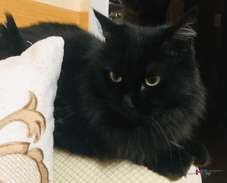 Почему кошка бросается на ноги и кусает — и что категорически нельзя делать в ответ - вы можете избежать беды