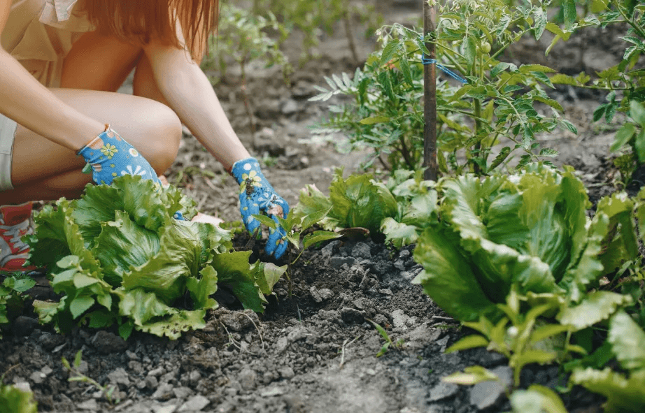 10 гр. на грядку - и почва к весне станет рыхлая, плодородная и "живая": вот чем удобрить землю перед зимой