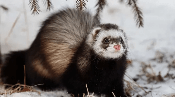 Сезон охоты на пушных зверей в Марий Эл открылся 1 ноября