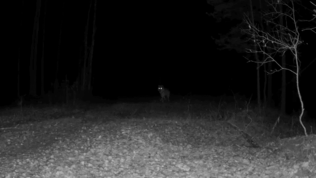 «Серый патруль» ночного леса: фотоловушка запечатлела таинственных хозяев чащи в заповеднике Большая Кокшага