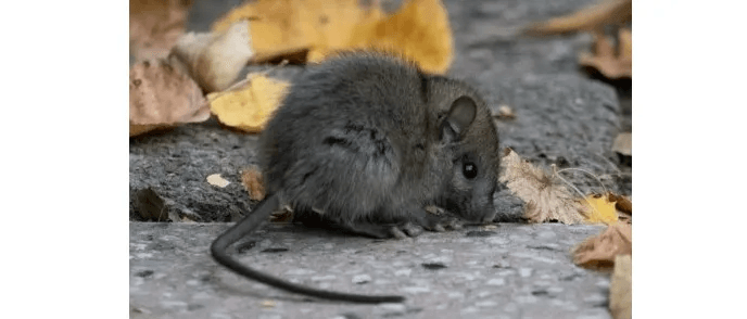 В Марий Эл двое заразились «мышиной лихорадкой» после уборки дровяника