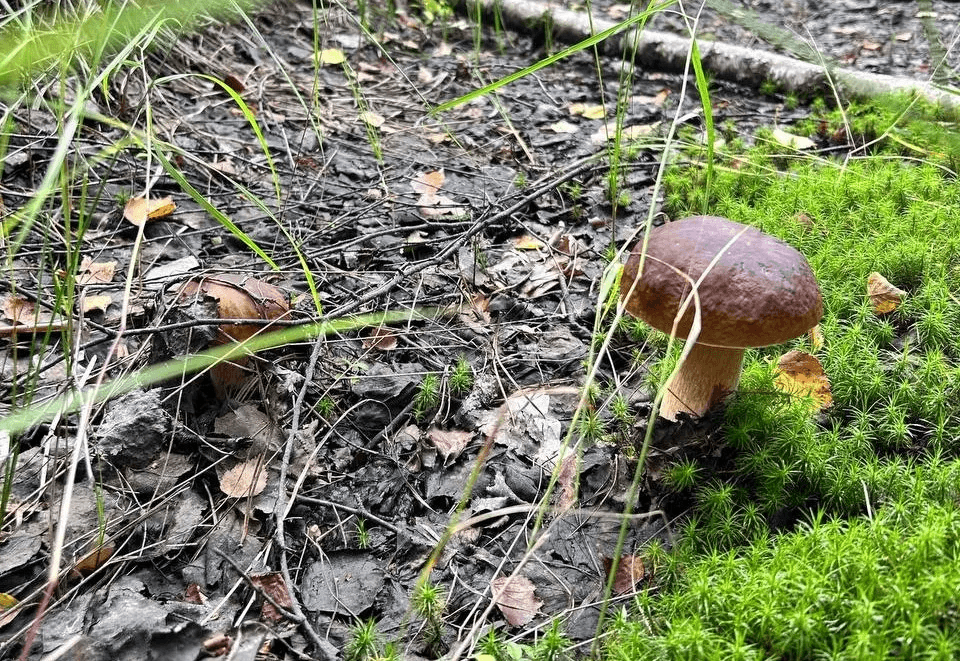 Червивые грибы: можно ли есть их после отваривания и вымачивания — мнение экспертов