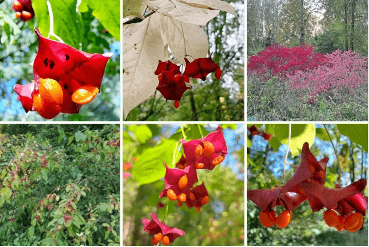 В ботсаду Йошкар-Олы распустились 13 видов бересклетов