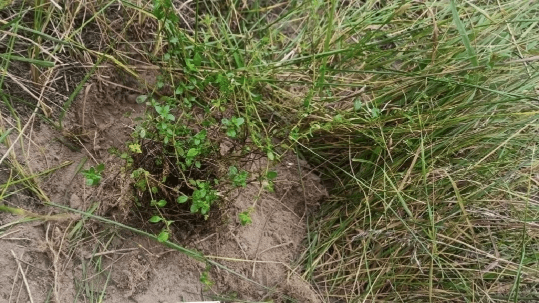 Уникальные экосистемы Марий Эл: специалисты сохраняют редкие и исчезающие растения