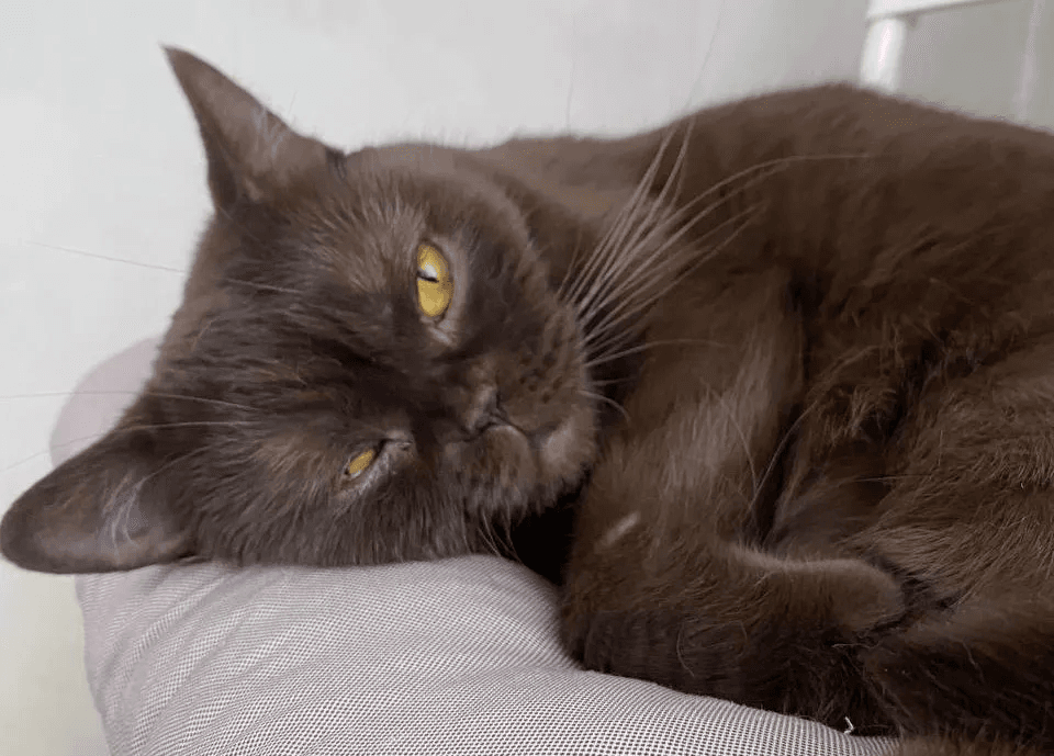 Кошки чувствуют болезни раньше врачей: правда или миф?