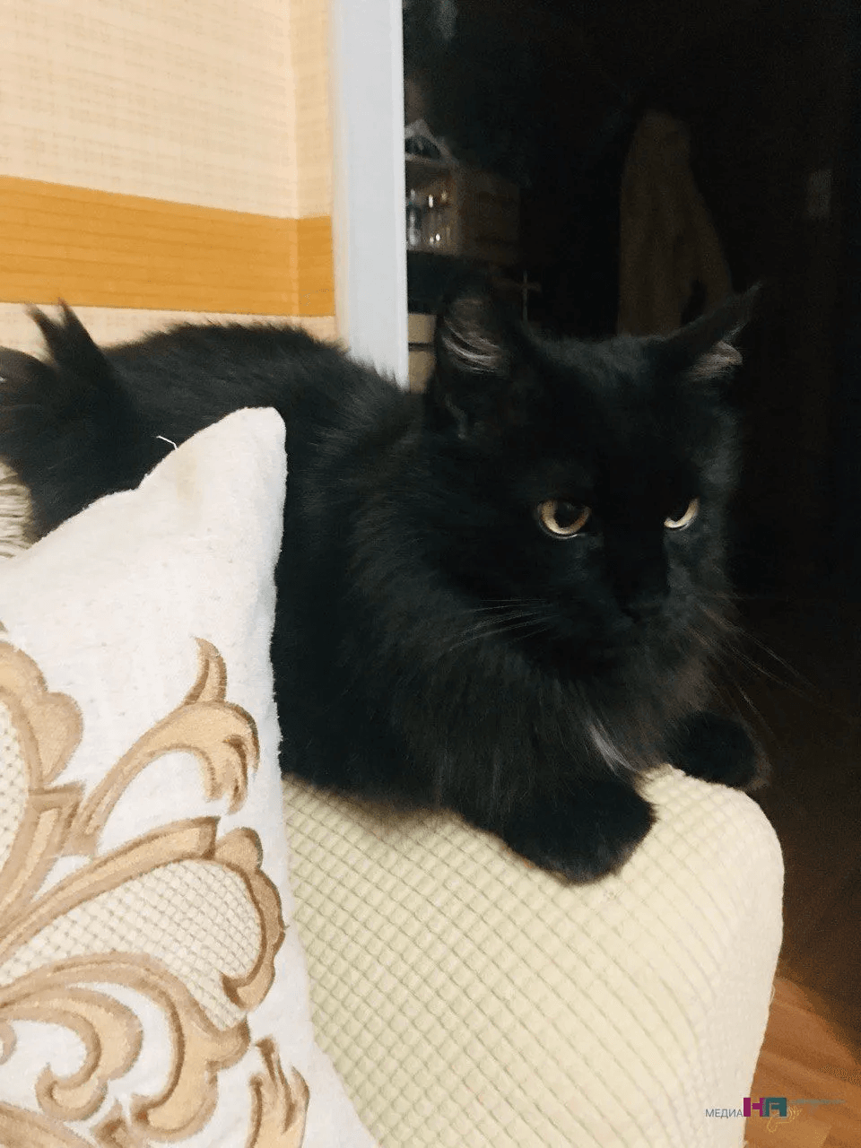 Индикаторы кармы: стало известно правда кошки чувствуют «плохих» и «хороших» людей