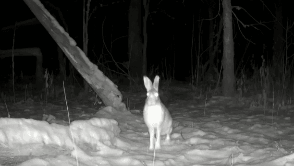 На фотоловушку в заповеднике «Большая Кокшага» попозировал заяц-беляк