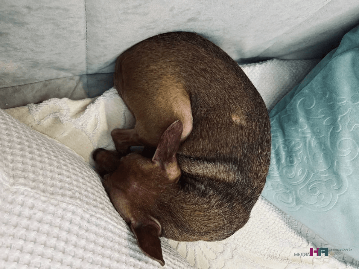 Почему собака спит рядом с хозяином: ответ кинолога удивил