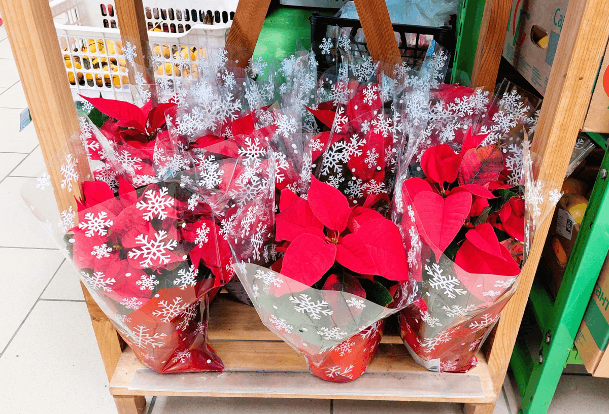 В «Пятерочке» выгодно, вместе выбираем самое нужное и полезное